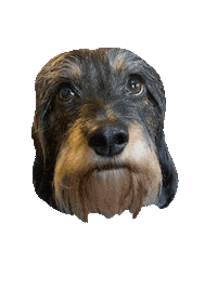 Dog Dachshund Sticker by beangoods