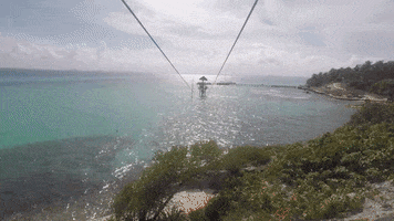 garrafon park GIF by Dolphin Discovery