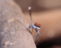 Aracnofobia GIFs - Get the best GIF on GIPHY