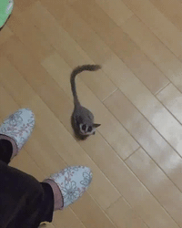 Jump Satisfying GIF