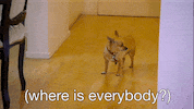 looking around shahs of sunset GIF