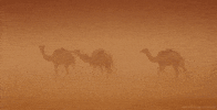 camel sahara GIF by Head Like an Orange