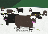 cows GIF by South Park 