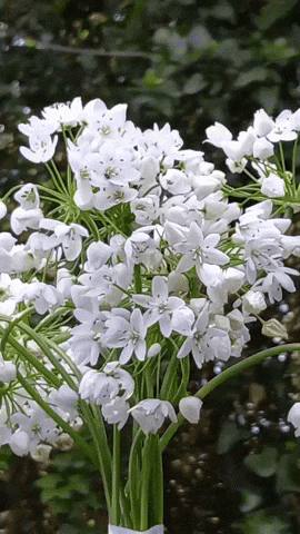 Simongip giphyupload GIF