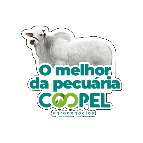 Agro Boi Sticker by Coopel Agronegócios