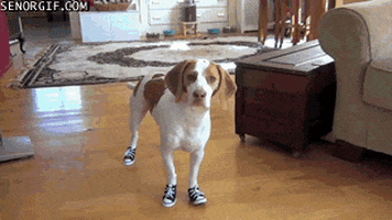 dog shoes GIF by Cheezburger
