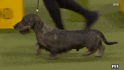 Dogs GIF by Westminster Kennel Club