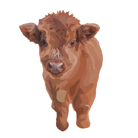 Farm Animal Cow Sticker