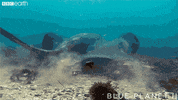 blue planet ocean GIF by BBC Earth