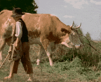 Film Hungarian GIF