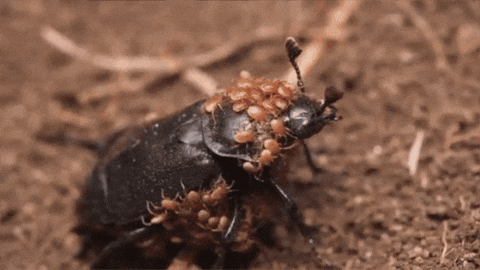 GIF by KQEDScience