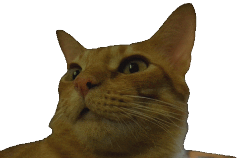 Confused Cats Sticker