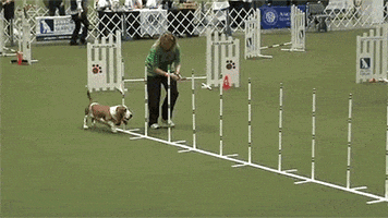 dogs diesel GIF by Digg