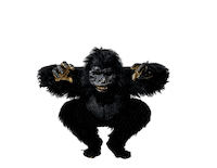 ylegalaxi gorilla yle yleisradio glx Sticker
