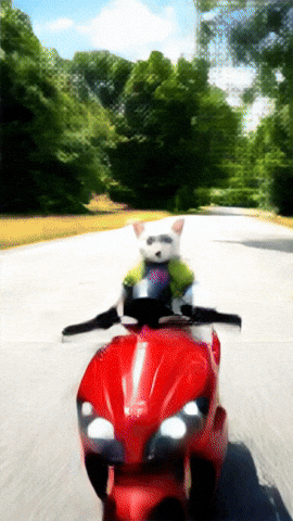 Cats Motos GIF