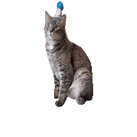 Cat In A Hat Sticker by Alex Anderson