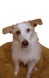 heymo_studio happy dancing dog sweet Sticker