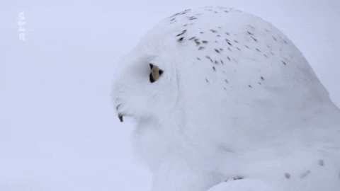 Awkward Snowy Owl GIF by ARTE