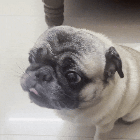 Dog Kitty GIF