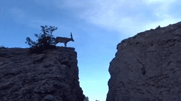 yairmau giphyupload GIF