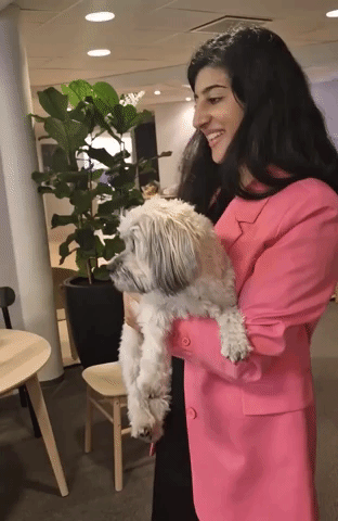 Adorable Office Dog Delights Colleagues