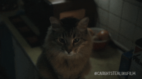 Cat GIF by Sony Pictures Germany
