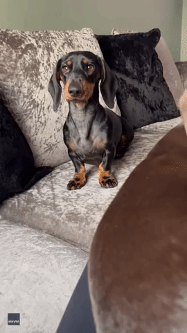 Mini Dachshund 'Demands' Dinner With Adorable Paw Stomps
