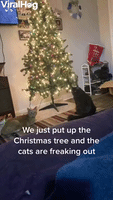 Cats Freak Out About Christmas Tree