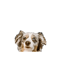 lincloan mortgage interlincmortgage interlinc lincloan Sticker