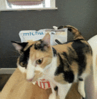 Cat Sniffing GIF