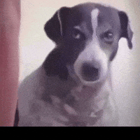 Dog What GIF