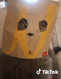 Cat GIF by TikTok France