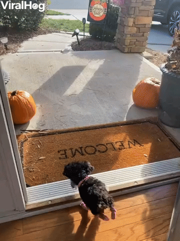 Happy Two-Legged Puppy