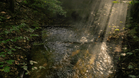 forest perfect loop GIF by Living Stills