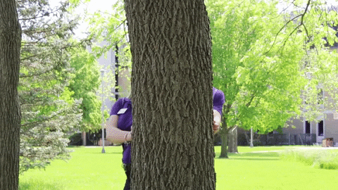 tree hello GIF by Western Illinois University
