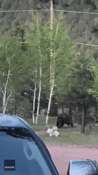 Husky Takes on Bear in Colorado Yard