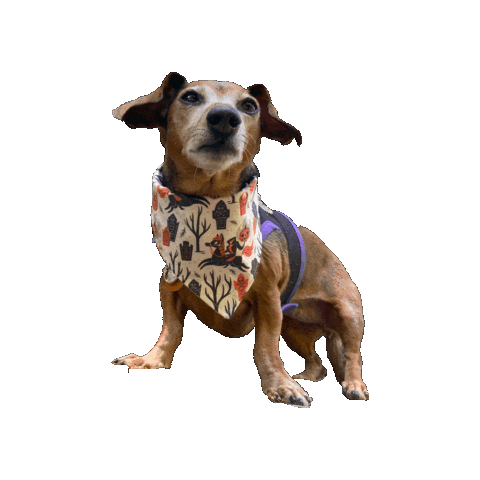 Headless Horseman Daschund Sticker by Geekster Pets