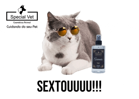 specialvetoficial giphyupload cat animal sextou GIF