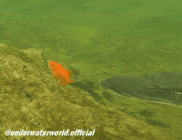Fishing Goldfish GIF