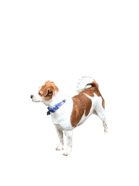 Jackdog Sticker by IM Home Inspections