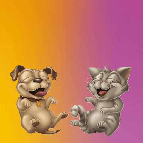 hercosulalimentos gato pets gatos cachorro GIF