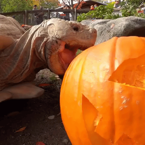 Tortoise Overcomes Pumpkin-Eating Troubles