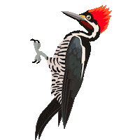 Bird Drumming Sticker