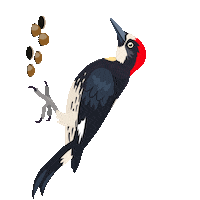 Drumming Acorn Woodpecker Sticker