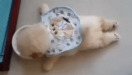 cuteanimalland giphyupload GIF