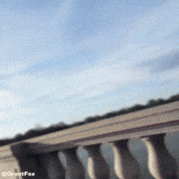 Dog On Bike GIF