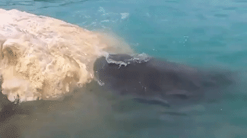 Tiger Sharks Feed on Whale Carcass in Hawaii