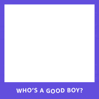 amazonpets cat dog cats puppy Sticker