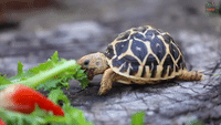 Tiny Tortoise Snacks On A Big Strawberry