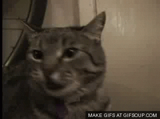 cat GIF
